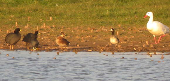 Image of Rosy-billed Pochard