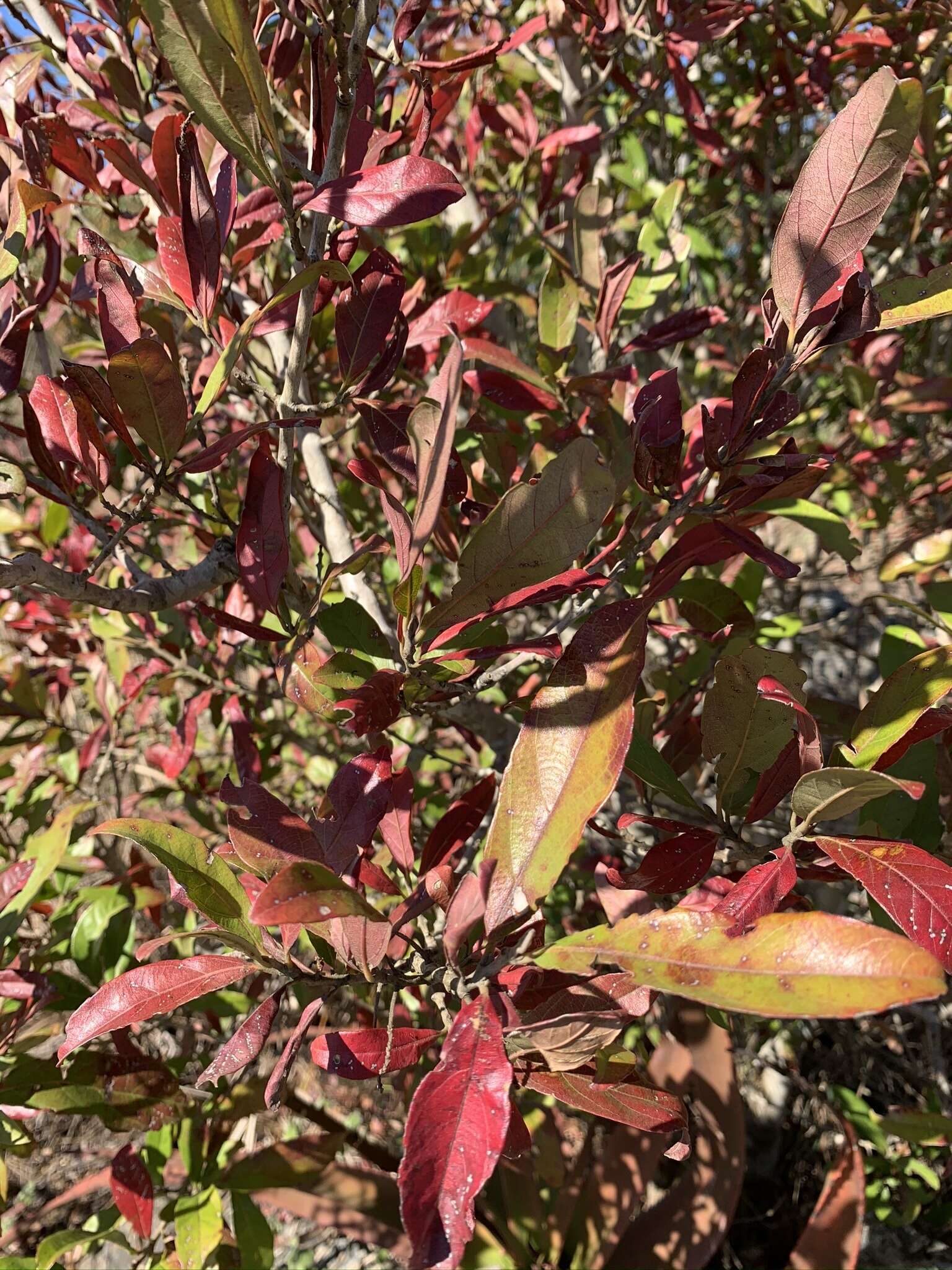 Image de Combretum kraussii Hochst.