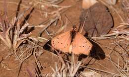 Image of Acraea caldarena Hewitson 1877