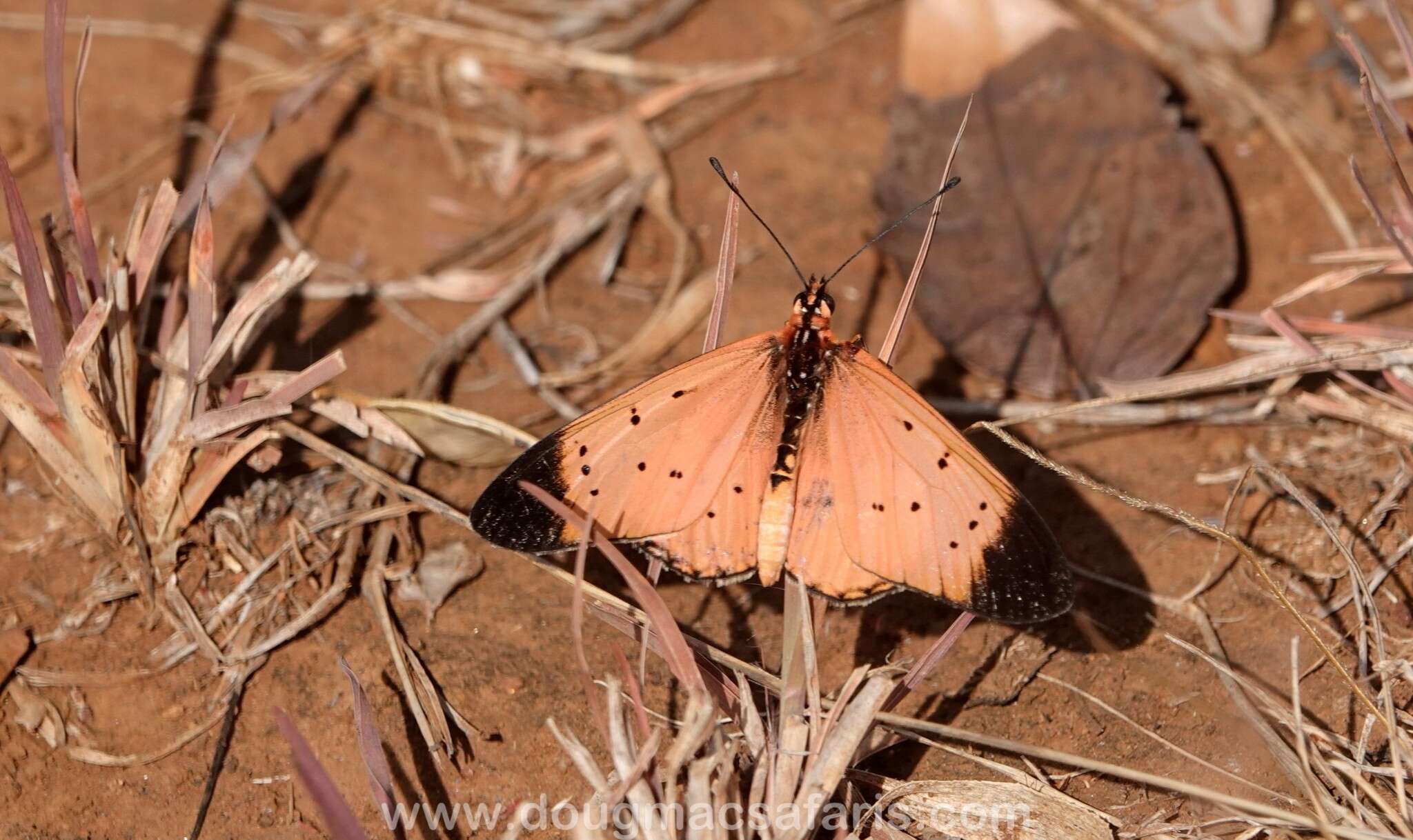 Image of Acraea caldarena Hewitson 1877