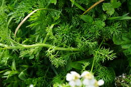 صورة Achillea clusiana Tausch