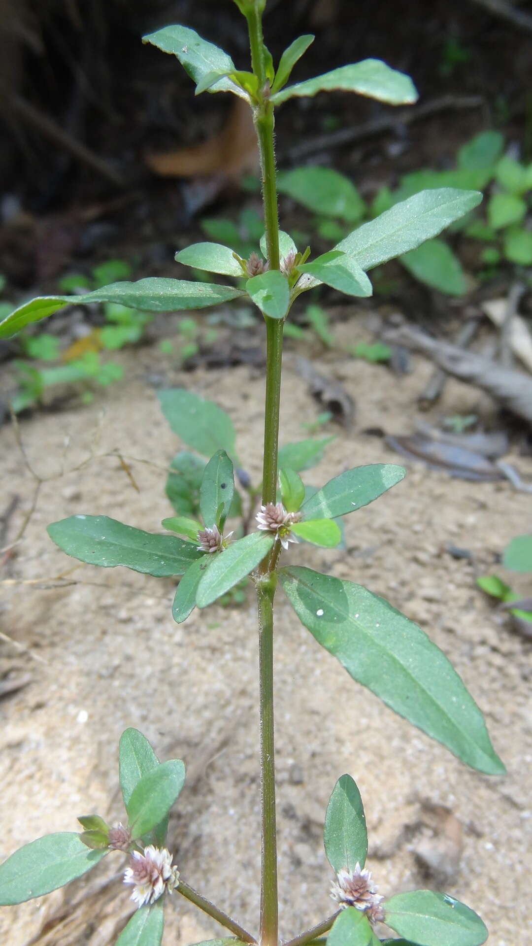 Image of sessile joyweed