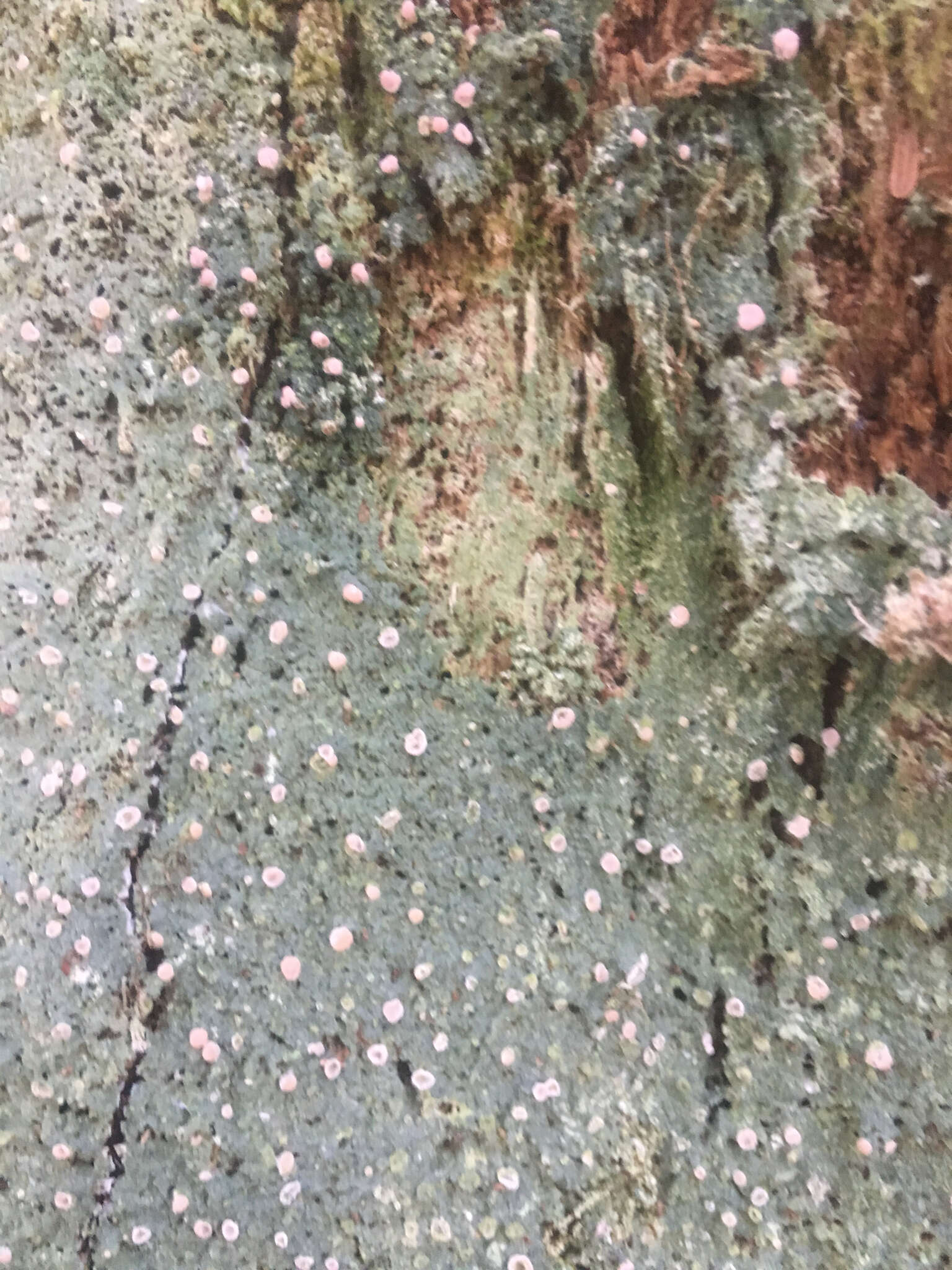 Image of peppermint drop lichen