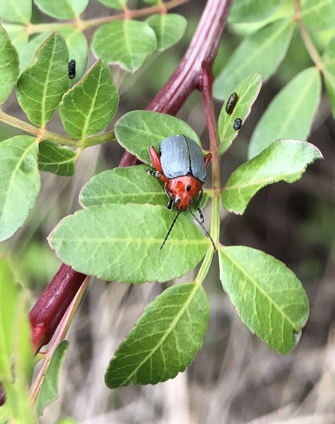 Слика од <i>Blepharida parallela</i>