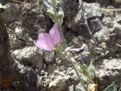 Image of Sphaeralcea axillaris S. Wats.