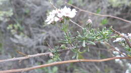 Image of Eriocephalus africanus var. paniculatus (Cass.) M. A. N. Müll.