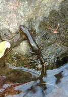 Image of Seal Salamander