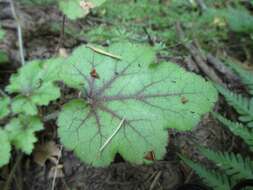 Image of crevice alumroot