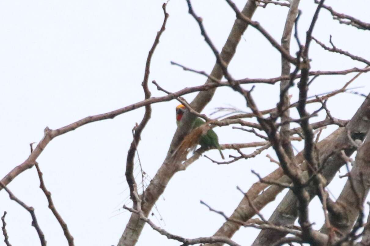 Image of Red-throated Barbet