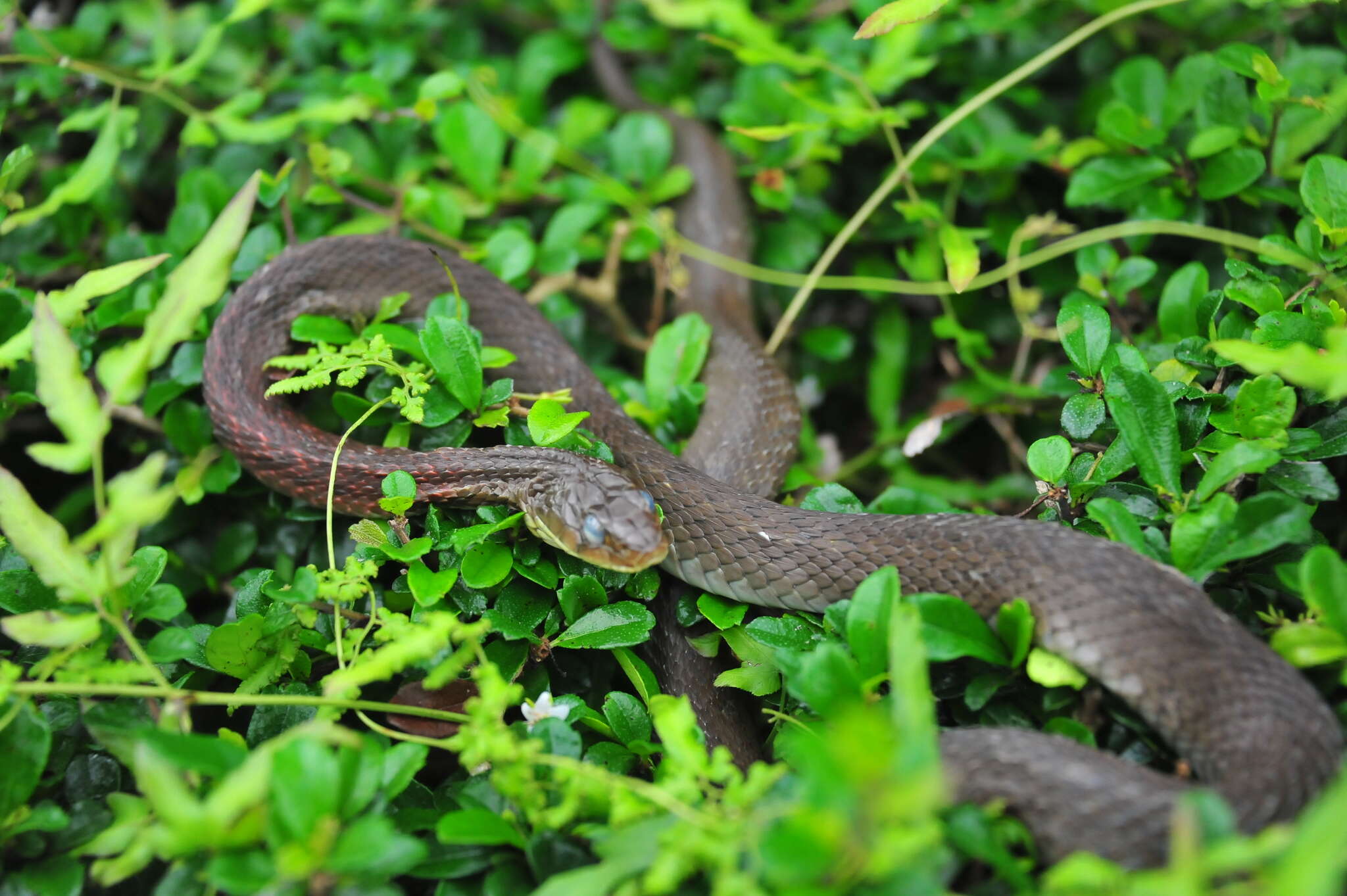 Image of Rhabdophis helleri (Schmidt 1925)