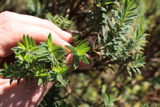 Image de Hypericum irazuense Kuntze ex N. K. B. Robson