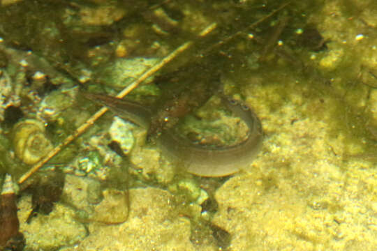 Image of Spotfin Spiny Eel