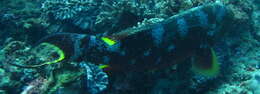 Image of Common Lyre-tail Cod