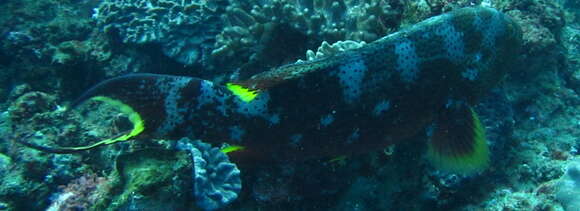 Image of Common Lyre-tail Cod