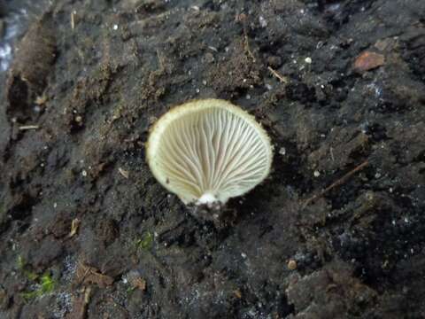 Image of Crepidotus calolepis (Fr.) P. Karst. 1879