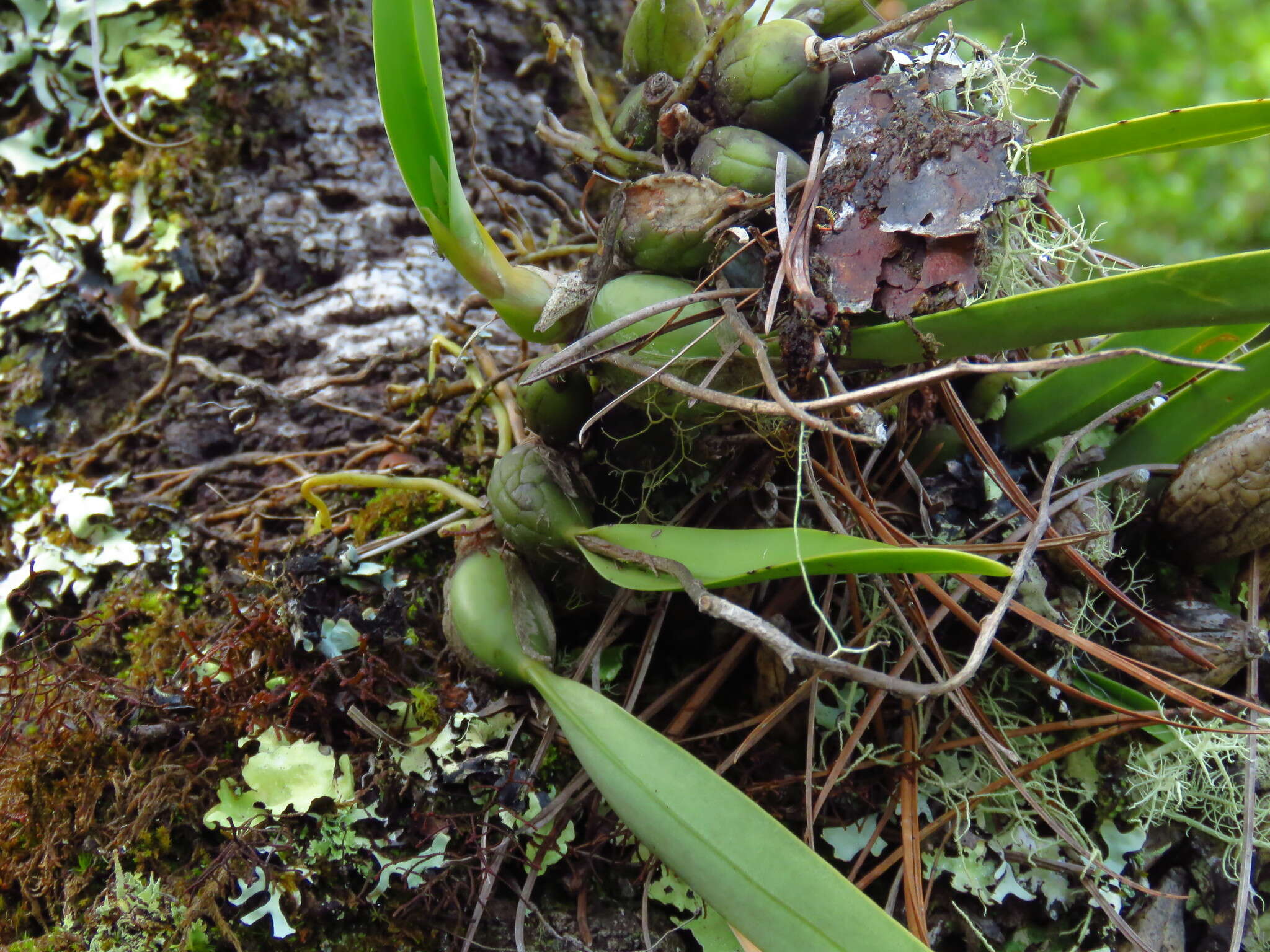 Image of Prosthechea hastata (Lindl.) W. E. Higgins