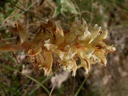 Image of Orobanche amethystea Thuill.