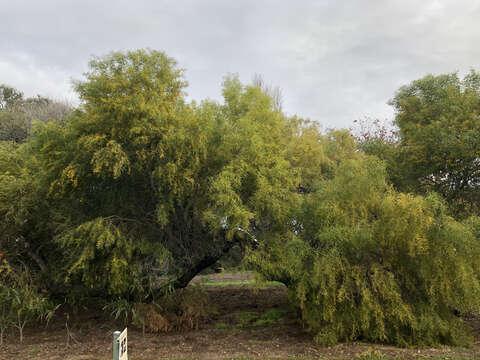 Image of Acacia rostellifera Benth.