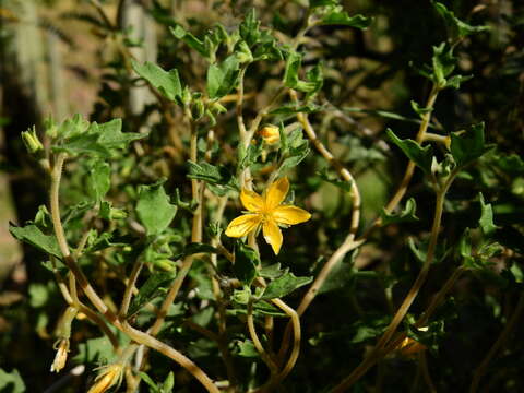 Image of Mentzelia parvifolia Urban & Gilg ex F. Kurtz