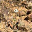 Image of Butte County western rosinweed