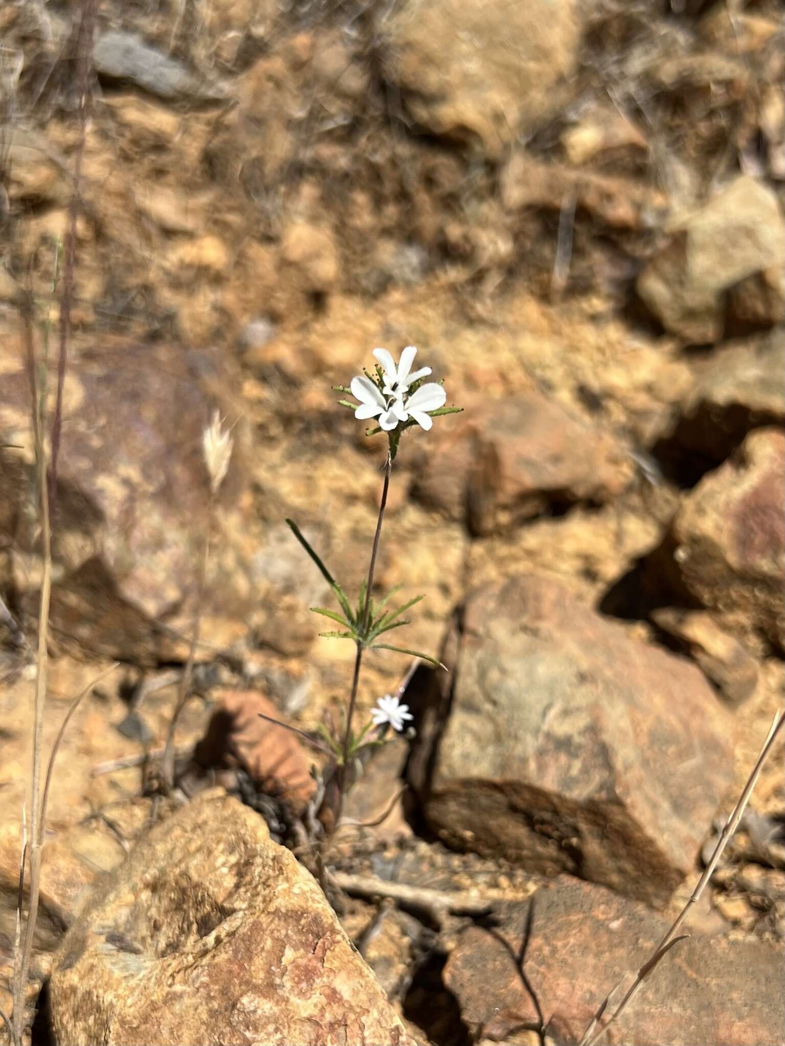 Image of Butte County western rosinweed