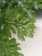 Image of Appalachian Fern