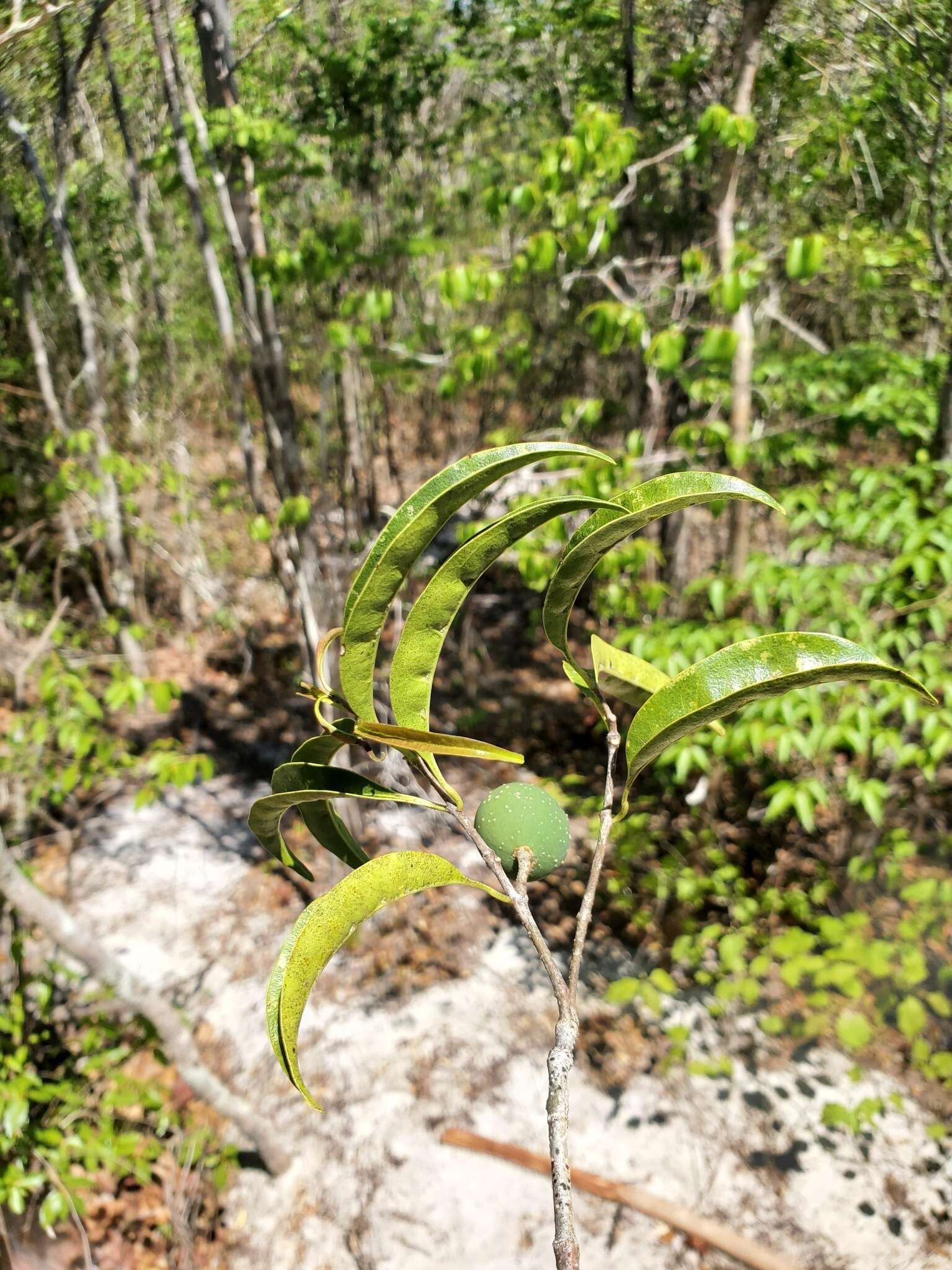 Image of Noronhia tropophylla (H. Perrier) Hong-Wa & Besnard
