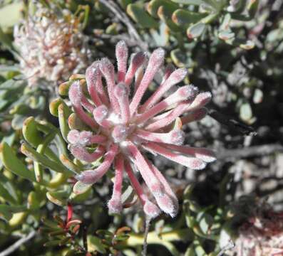 Plancia ëd Vexatorella obtusata subsp. obtusata