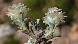 Image de Helichrysum altigenum Schltr. & Moeser