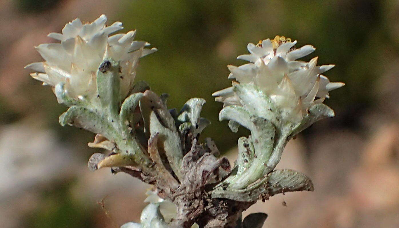 Image de Helichrysum altigenum Schltr. & Moeser