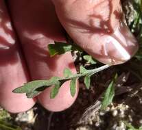 Image of shaggyfruit pepperweed