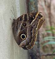 Imagem de Caligo illioneus pampeiro Fruhstorfer 1904