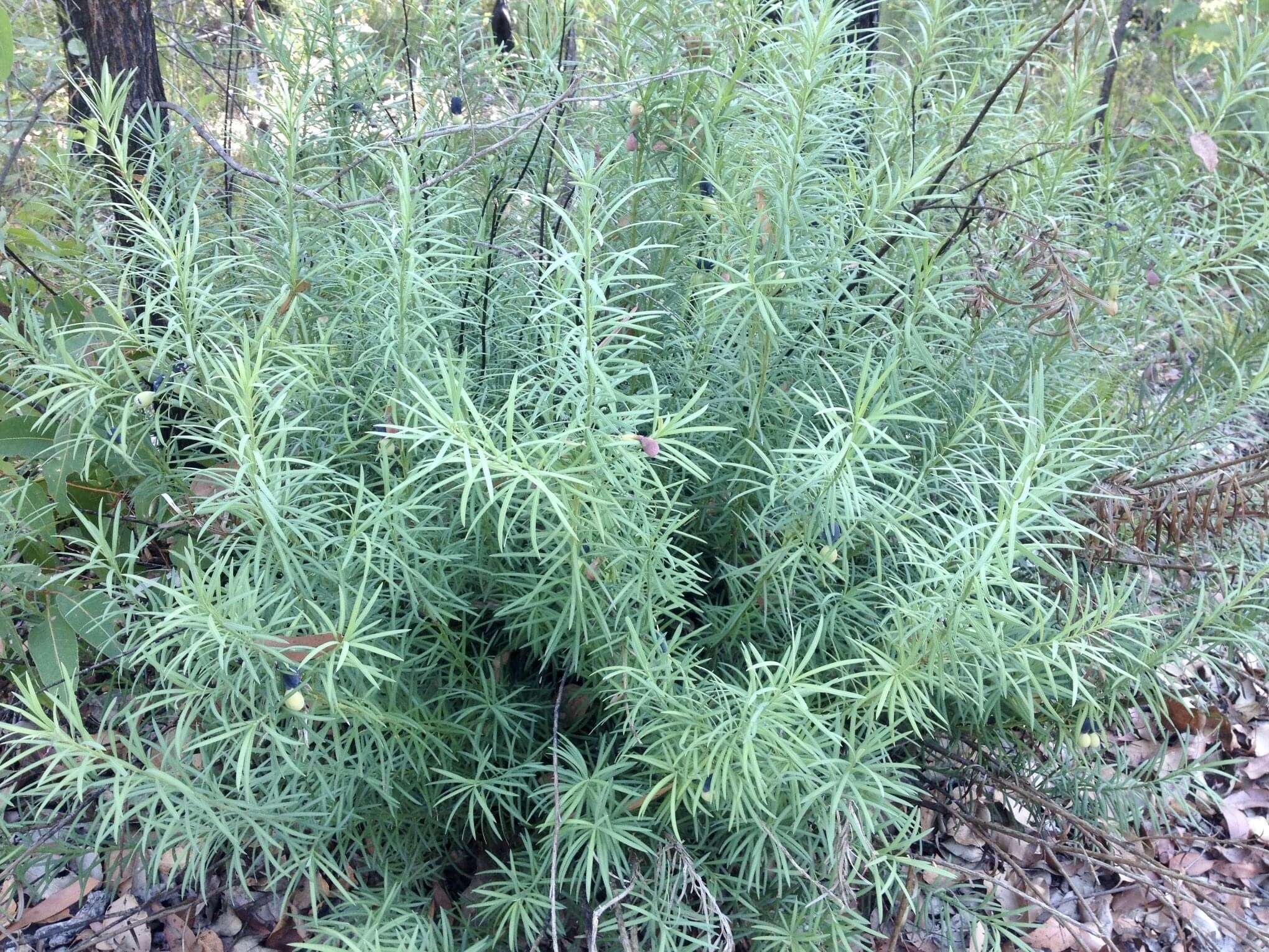 Image of Emu Berry