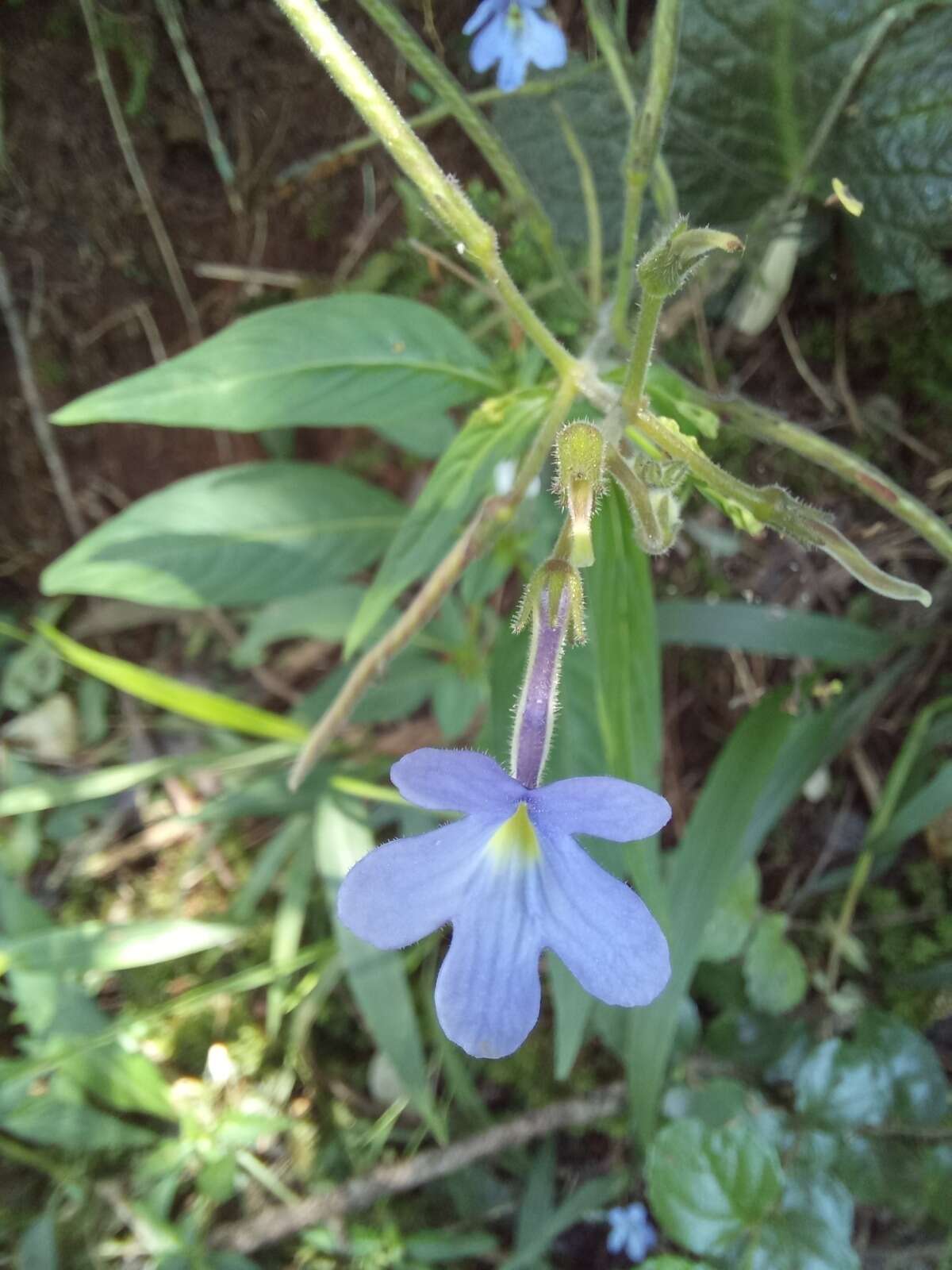 Streptocarpus polyanthus subsp. verecundus Hilliard resmi