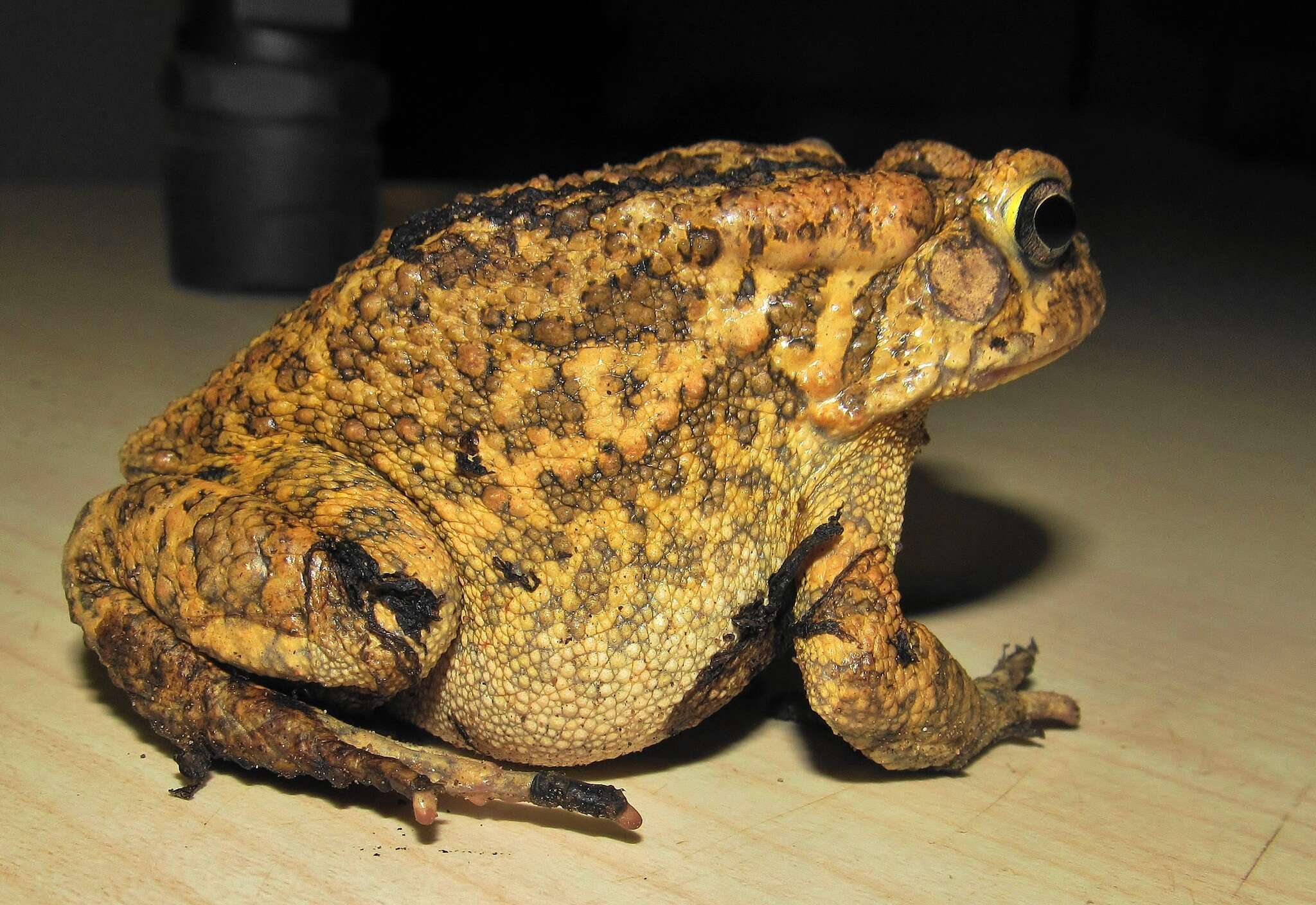 Image de Sclerophrys gutturalis (Power 1927)