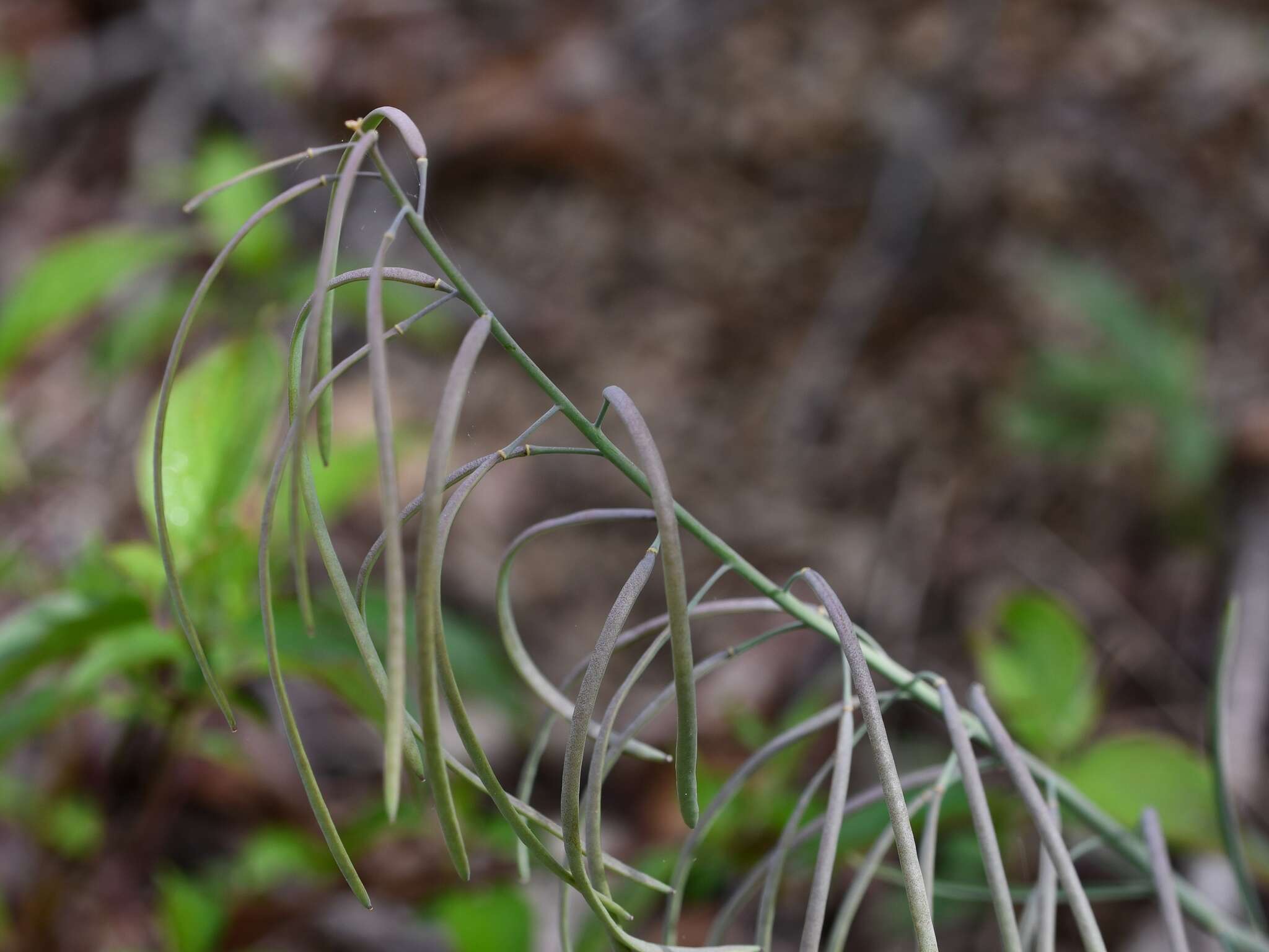 Image of Borodinia burkii