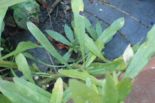 Image of Erigeron floribundus (Kunth) Sch. Bip.