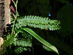 Image of jeweled bristle fern