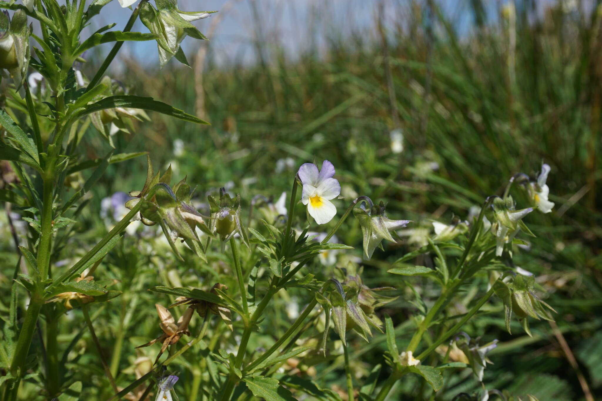 Image of Dwarf Pansy