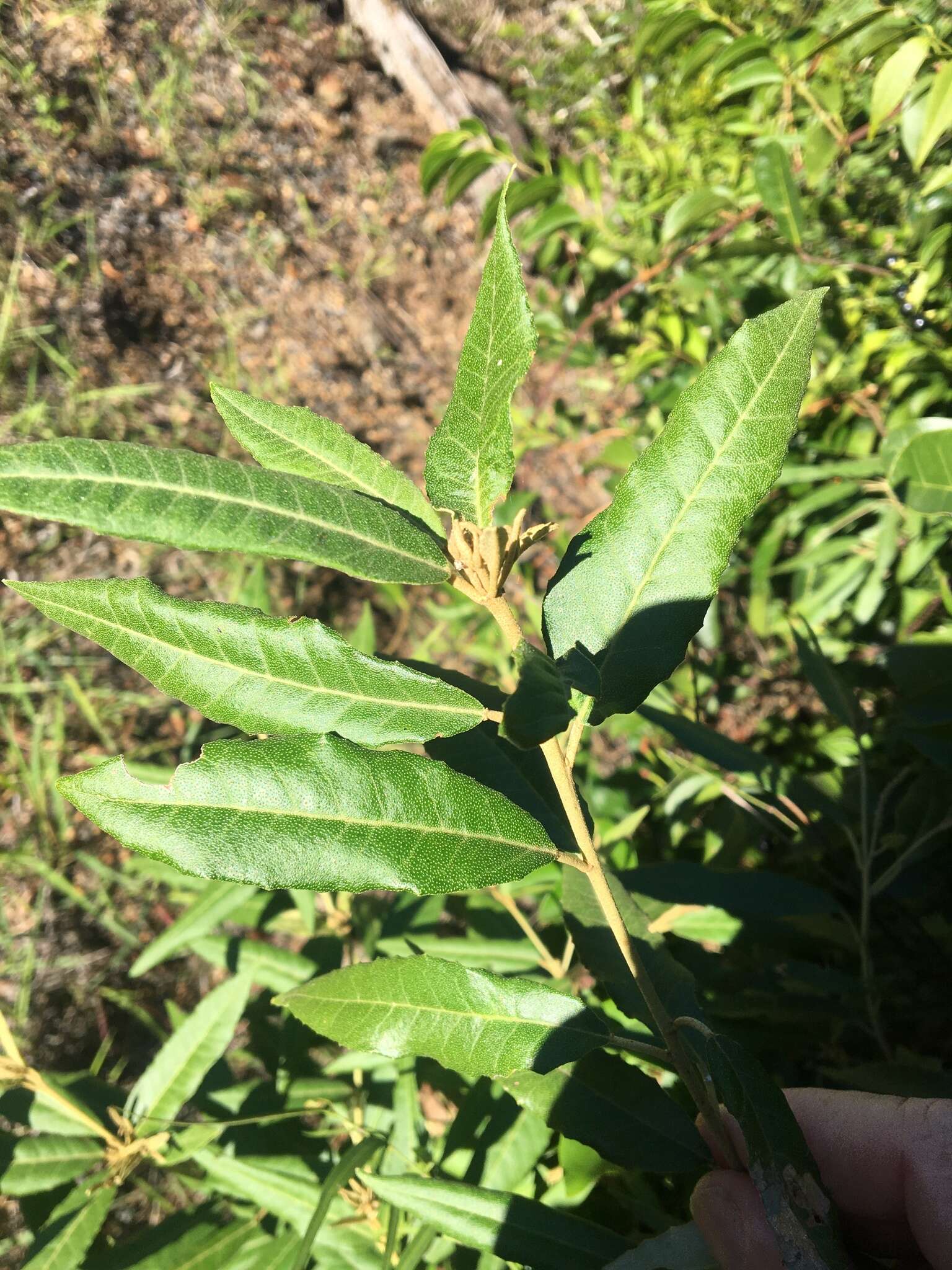 Слика од Croton phebalioides F. Muell. ex Müll. Arg.