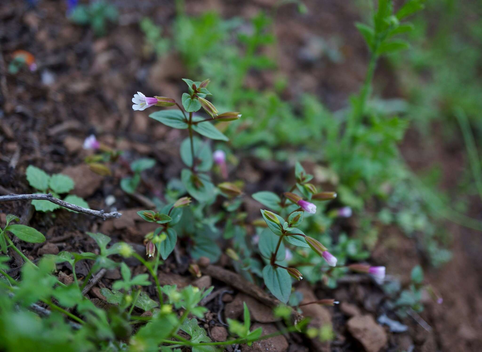 Erythranthe inconspicua (A. Gray) G. L. Nesom resmi