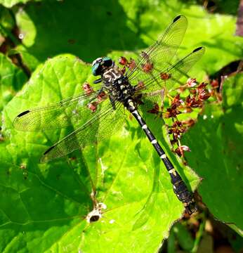 Image of <i>Onychogomphus <i>forcipatus</i></i> forcipatus