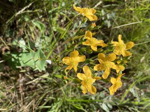 Image of Hypericum connatum Lam.