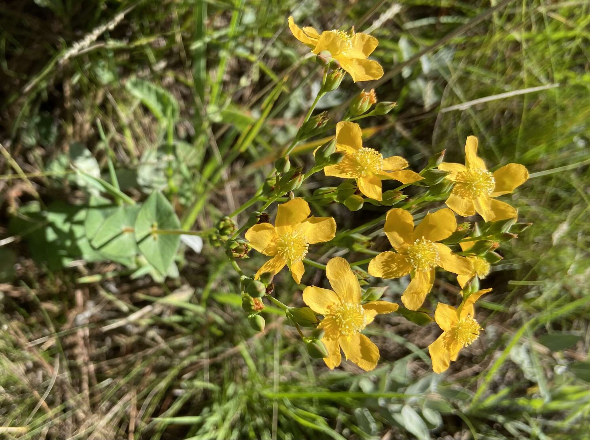 صورة Hypericum connatum Lam.