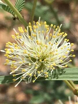 Imagem de Acaciella angustissima var. texensis (Nutt. ex Torr. & A. Gray) L. Rico