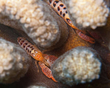 Image of coral snapping shrimp