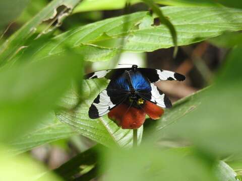 Image of Heliconius sapho leuce Doubleday (1847)