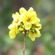 Image of Cochlospermum gillivraei Benth.