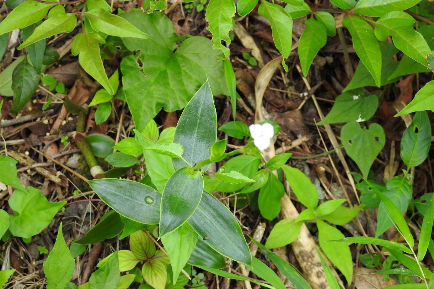 Image de Callisia gentlei var. macdougallii (Miranda) D. R. Hunt