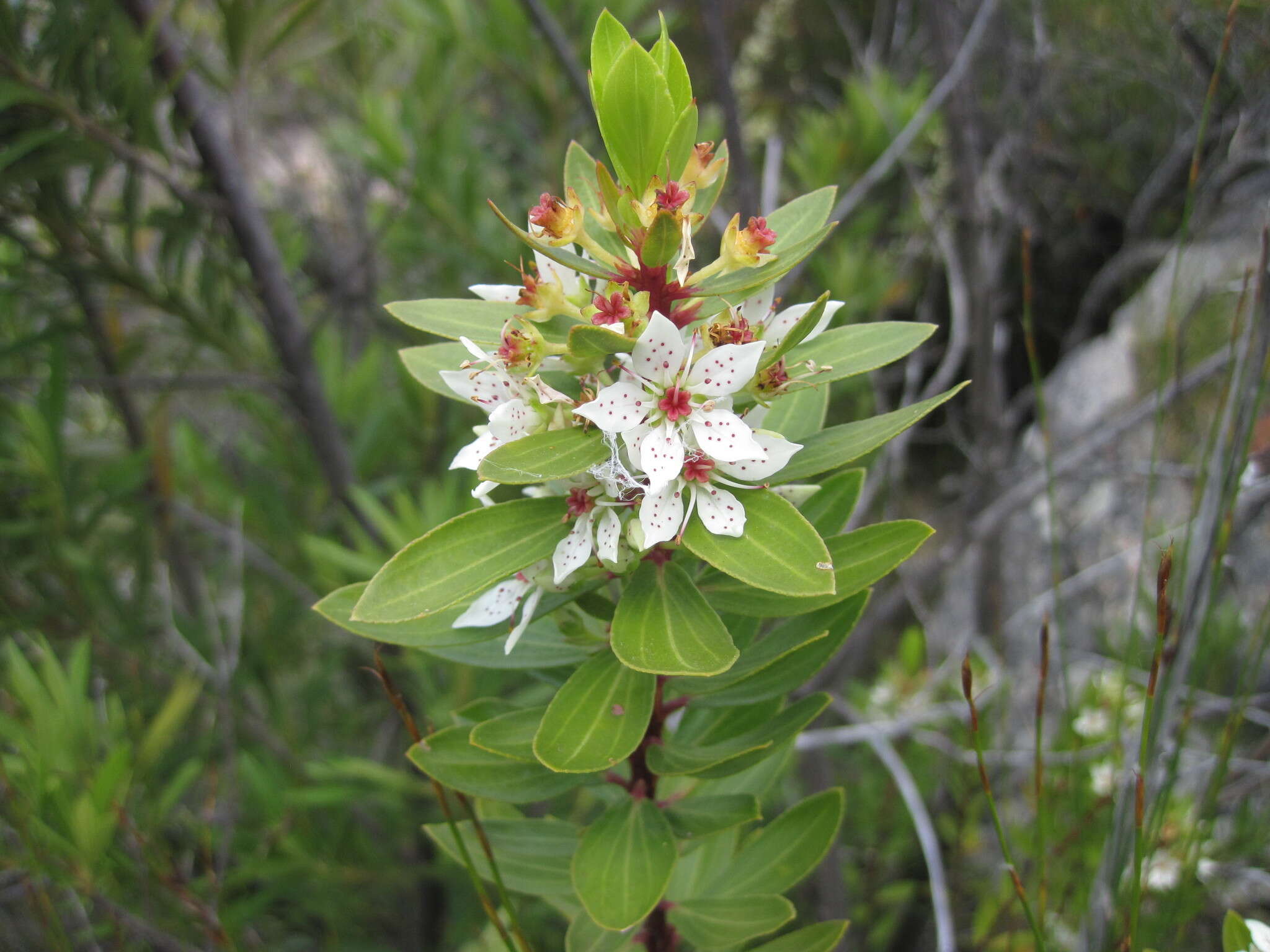 Imagem de Agathosma insignis (Compton) Pillans